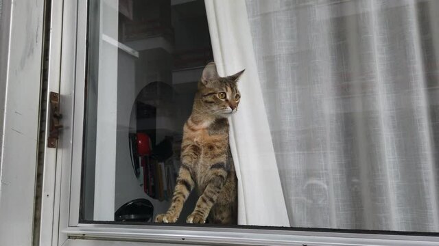 Very curious puppy cat looks out the window of the house stimulated by the chirping of birds