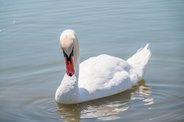 Graceful white Swan swimming in the lake, swans in the wild. Portrait of a white swan swimming on a lake.