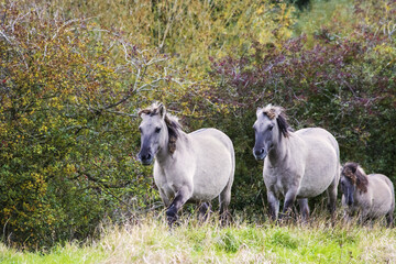 Wild ponies cantering along a field