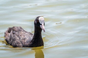 Water bird Eurasian coot, Fulica atra, swiming in shallow water