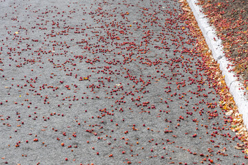 Group of fresh yellow and red bright apples lies on the road in autumn