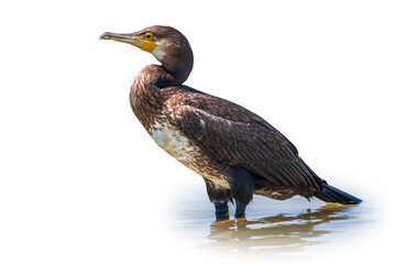Great cormorant, Phalacrocorax carbo, standing in water on the sea shore, isolated on white background