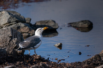 Great black-backed gull (Larus marinus)