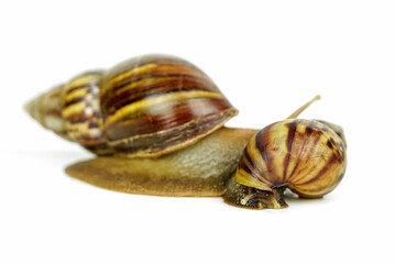 two snails looking at the camera isolated on white background.                                               