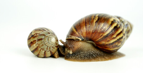 two snails looking at the camera isolated on white background.