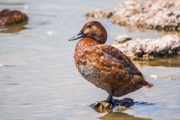 Beautiful duck, Common pochard female, Aythya ferina, standing on a lake shore.