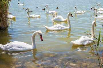 A large flock of graceful white swans swims in the lake., swans in the wild