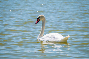 Fototapeta premium Graceful white Swan swimming in the lake, swans in the wild. Portrait of a white swan swimming on a lake.