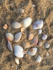 seashells on the beach