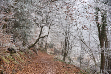 Geforener Wald in der Ortenau