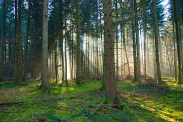 Fototapeta premium Nebel im Schwarzwald