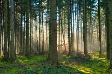 Nebel im Schwarzwald