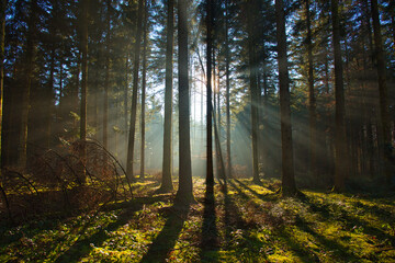 Fototapeta premium Nebel im Schwarzwald