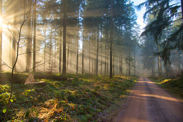 Obraz premium Nebel im Schwarzwald