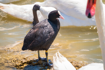 Water bird Eurasian coot, Fulica atra, standing in shallow water