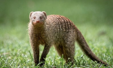 Banded Mongoose maasai mara national reserve