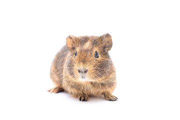 Funny-looking guinea pig isolated on white