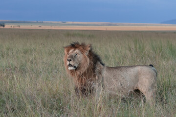 Big Male Lions photographed on the vast plains of Maasai Mara National Reserve