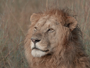 Big Male Lions photographed on the vast plains of Maasai Mara National Reserve