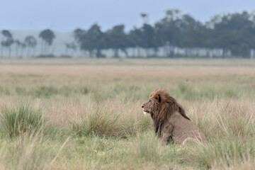 Big Male Lions photographed on the vast plains of Maasai Mara National Reserve