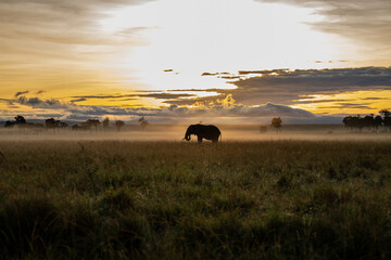 Lonely Elephant and sunrise on the plains
