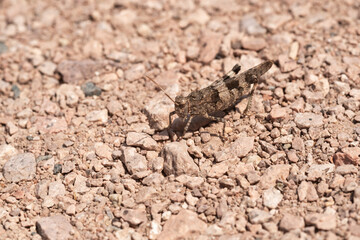 heuschrecke sitzt auf steinboden getarnt