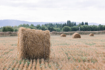 Haystacks gathered in a circle on a large field. A clear summer day, with a house in the background.