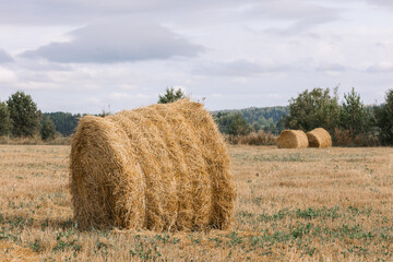 Haystacks gathered in a circle on a large field. A clear summer day, with a house in the background.