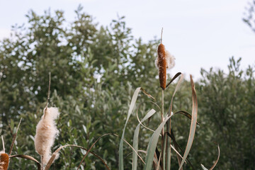 Flowering reeds and reeds near the water surface. Lake, summer day.