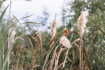 Flowering reeds and reeds near the water surface. Lake, summer day.
