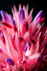 Close up of Pink Bromeliad Flower - 476278596