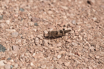 heuschrecke sitzt auf steinboden getarnt