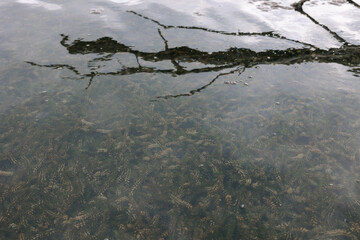 view of the algae through the water. lake on a summer day. algae blooming. The surface of the water.