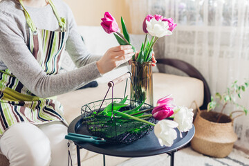 Woman puts bouquet of tulips flowers in vase with water at home. Fresh blooms picked up in basket. Interior and decor