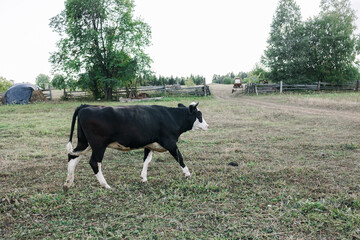 domestic cows eat fresh grass and bread on a summer day. black Holstein cows graze on a warm summer evening.