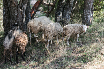A few sheep and lambs graze during the day. The village and the Ural nature.