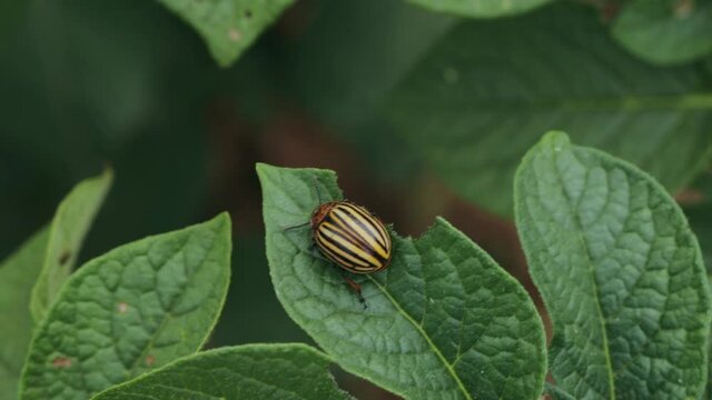 Colorado potato beetle on a potato leaf 