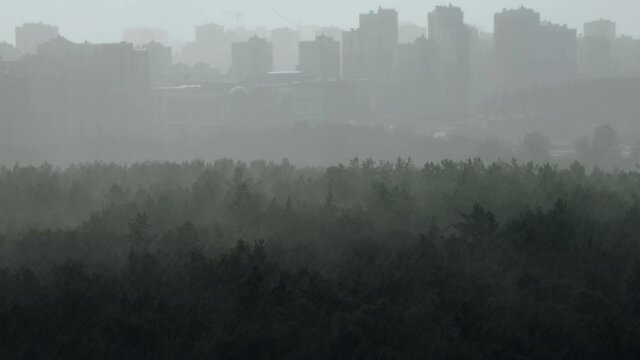 Downpour in birch forest in summer