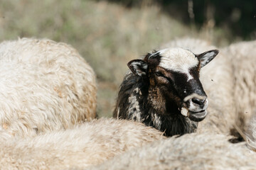 A large portrait of sheep in a flock. A few sheep and lambs graze during the day.