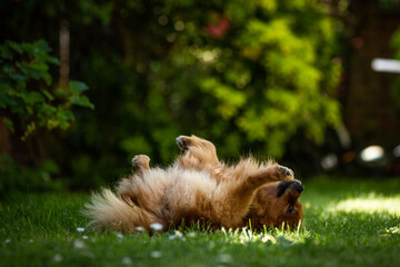 Playful dog in the garden. 