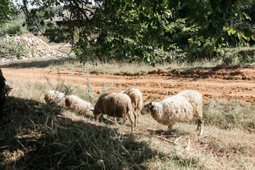 Obraz premium A few sheep and lambs graze during the day. The village and the Ural nature.