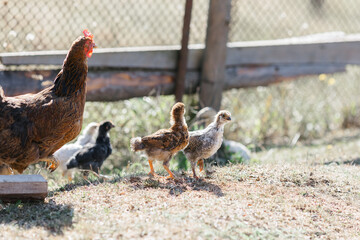 The chicken teaches the chickens to get food. chickens walk in the fresh air on a farm in the countryside. The bird walks freely around the chicken coop. Chickens on a farm on a sunny day