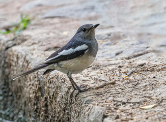 Oriental Magpie on the bank of a lake