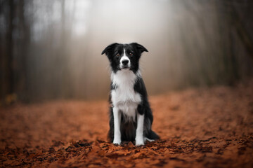 black and white border collie dog in autumn time