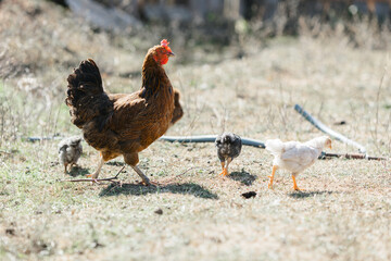 The chicken teaches the chickens to get food. chickens walk in the fresh air on a farm in the countryside. The bird walks freely around the chicken coop. Chickens on a farm on a sunny day