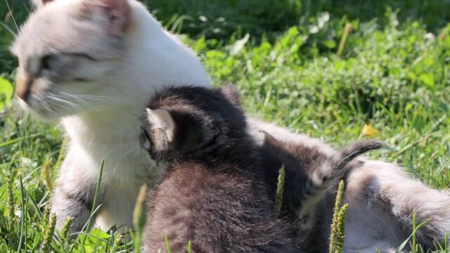 Mother cat with her kittens on grass