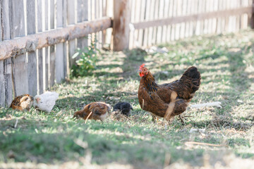 Fototapeta premium The chicken teaches the chickens to get food. chickens walk in the fresh air on a farm in the countryside. The bird walks freely around the chicken coop. Chickens on a farm on a sunny day