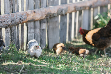The chicken teaches the chickens to get food. chickens walk in the fresh air on a farm in the countryside. The bird walks freely around the chicken coop. Chickens on a farm on a sunny day