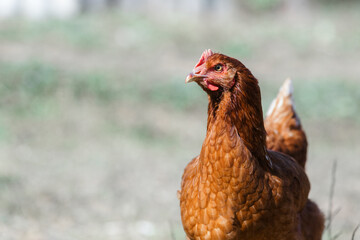 The chicken teaches the chickens to get food. chickens walk in the fresh air on a farm in the countryside. The bird walks freely around the chicken coop. Chickens on a farm on a sunny day