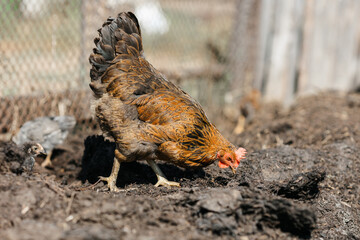 The chicken teaches the chickens to get food. chickens walk in the fresh air on a farm in the countryside. The bird walks freely around the chicken coop. Chickens on a farm on a sunny day